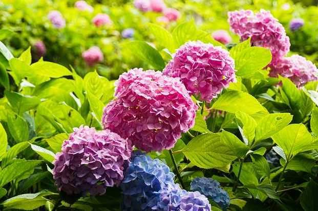 絕美賞花秘境 紫陽花開 關西景點11選ヽ ﾟ ﾟ ノ