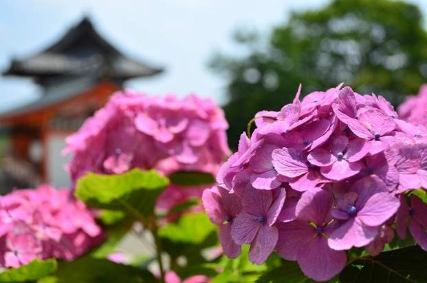 絕美賞花秘境 紫陽花開 關西景點11選ヽ ﾟ ﾟ ノ