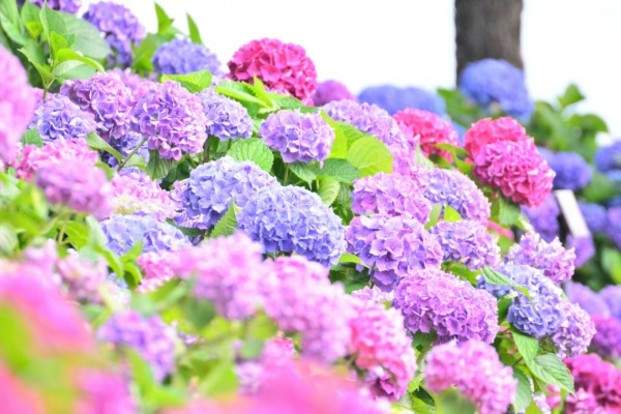 絕美賞花秘境 紫陽花開 關西景點11選ヽ ﾟ ﾟ ノ