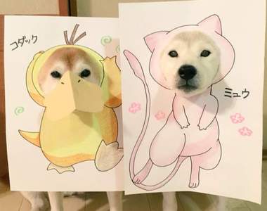 《柴犬的Cosplay》精靈寶可夢也難不倒他們啊~