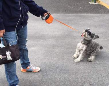 《寵物看醫生》全力拒絕見到獸醫的狗狗們www