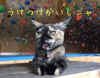 熱愛攀岩的小貓《Lalah》就跟你說讓專業的來吼ΦωΦ