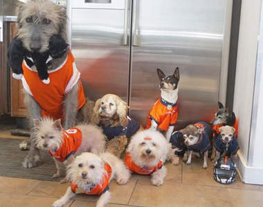 《年邁狗狗家庭》這位男子專門認養被人嫌棄、最難送養的毛老人（？）