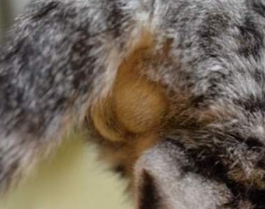 《貓咪的蛋蛋》中秋不賞月來賞貓咪屁屁的兩顆蛋黃酥（ω）