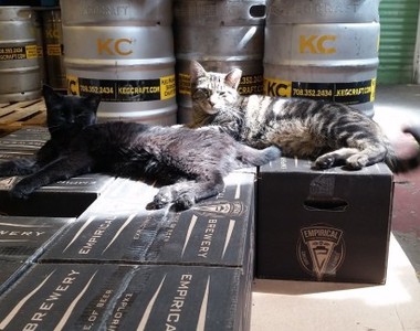 《凶狠流浪貓的最佳工作》捕鼠幫助解決鼠患是牠們的天職