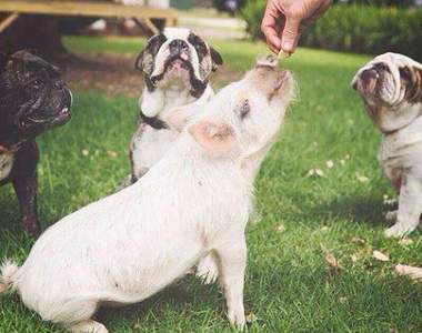 《以為自己是狗的豬》和其他狗狗之間單純可愛的友情♥