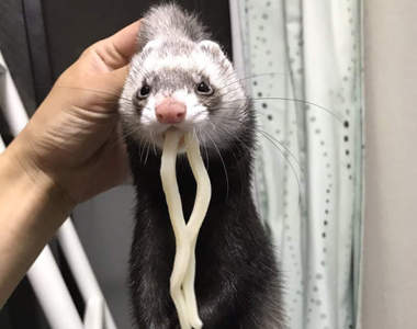 《寵物的犯罪現場直擊》不許動，我要以偷吃主人食物的罪名逮捕你❤