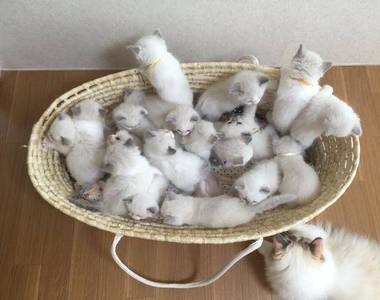 貓媽媽《一口氣生了16隻喵星人》餵奶時都被小喵們淹沒啦