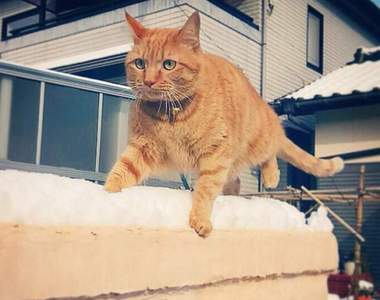 《喵星人愛玩雪》你們赤裸的肉球不會冷嗎?(凍)