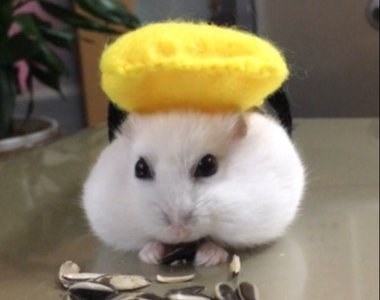 萌萌《倉鼠壽司》看起來好好吃的樣子啊（口水）