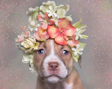 《比特犬戴花環》這樣的萌光我承受不起阿(遮)