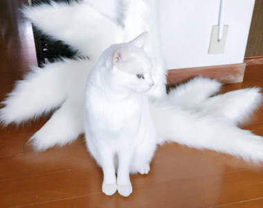 Cosplay道具製作中《貓化身為九尾貓》降臨(誤) 這種霸氣逼人的感覺好厲害啊～