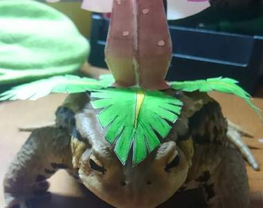 寵物青蛙的《妙蛙花COSPLAY》綠毛蟲慘遭吃下肚……