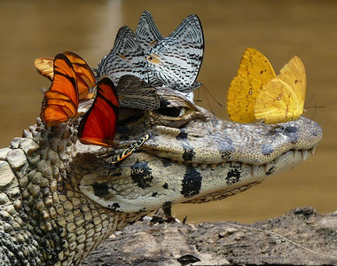 反差萌《蝴蝶為何總是圍繞著鱷魚？》原來一切都是為了鱷魚的眼淚