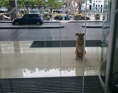 感人《空姐跨國領養浪浪》簡直就像是國際版忠犬小八？