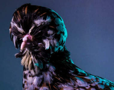 《時尚模特雞》全世界最潮的雞可不只是用來吃的