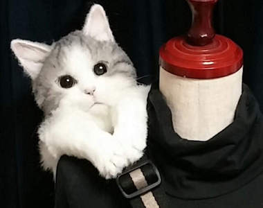 《超逼真貓咪包》新款式~後側背包 就像是貓咪趴在肩膀上一樣呢