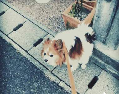 《狗狗便便之謎》毛小孩嗯嗯時為什麼要盯著我們看呢？