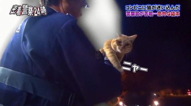 被警察逮捕的《便利商店取暖貓》牠最後的下場是…… - 圖片10