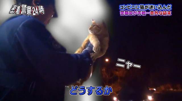 被警察逮捕的《便利商店取暖貓》牠最後的下場是…… - 圖片11