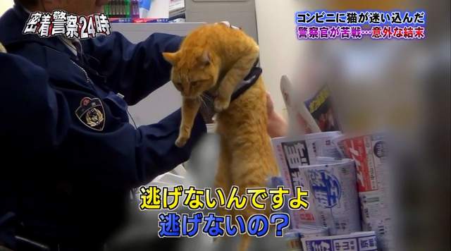 被警察逮捕的《便利商店取暖貓》牠最後的下場是…… - 圖片7