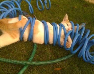 萌值無極限《貓咪的萌蠢瞬間》朕沒在賣萌啦（心虛）