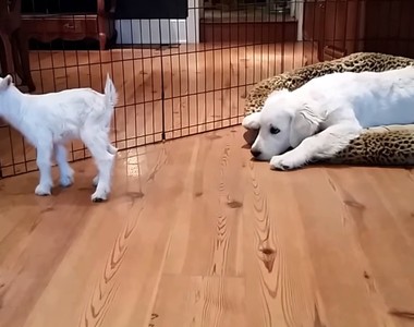 《大狗碰到小羊》這是黃金獵犬霸凌事件（指）