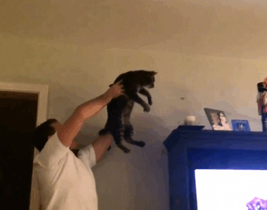 《喵星人是抓蟲神器》不敢抓飛在空中的蟲嗎？就決定是你了喵