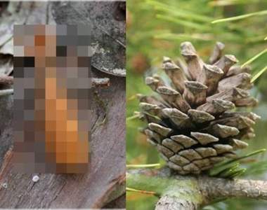 被松鼠啃過的松果是《森林裡的炸蝦》到野外吃便當也能加菜(不)