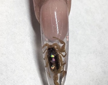 新潮流？《蠍子標本風格美甲》這應該要非常喜歡昆蟲才有辦法...