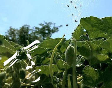 《生物地雷噴瓜》日本鄉民忍不住驚嘆的大暴射www