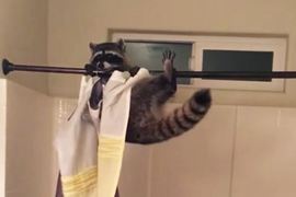 《做體操的浣熊》原來是體操選手還以為是浣熊呢