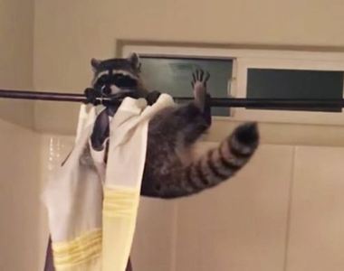 《做體操的浣熊》原來是體操選手還以為是浣熊呢