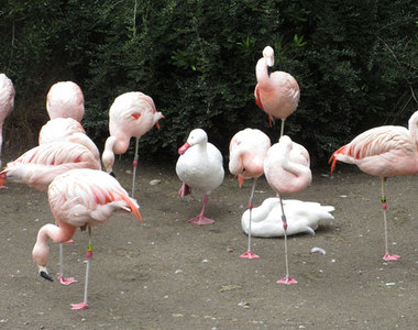 《鴨子偽裝術》入境隨俗的鴨子們也太可愛了吧XD