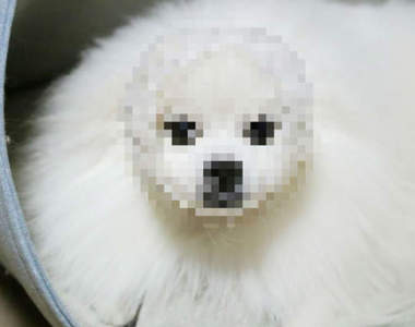 萌蠢畫面《幫博美套上水果網套》我已經笑到不能講話了XD