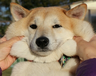 軟軟的超好捏《柴犬臉頰》動圖版萌度更上一層樓(萌殺)