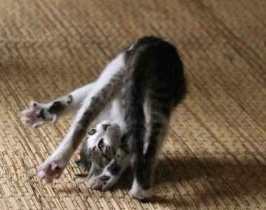 《貓咪vs.尾巴》每天都要跟自己的尾巴戰鬥不累嗎?