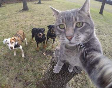 2015年《宅宅十大貓咪新聞》貓奴們還不快來問安請好