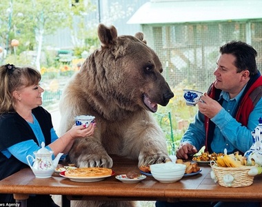 《和熊生活的夫妻》這個毛茸茸的大傢伙是他們的乖兒子♥