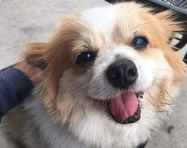 有洋蔥《老狗被收養後的笑容》你給牠一個家牠給你一輩子的愛