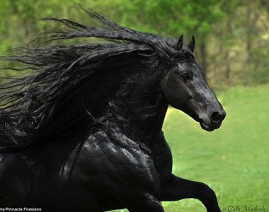 全世界最帥的黑馬《弗里斯馬》就像是魔王BOSS會騎的帥氣黑馬