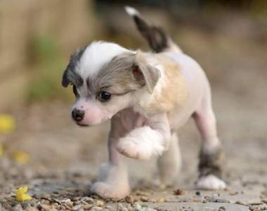 絕萌畫面《學走路的小動物》1、2、3往前衝(´∀｀∩)↑↑