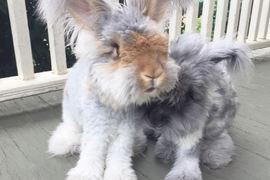 《天使耳朵兔子兄妹》從看不順眼到敞開心胸接受的暖心小故事♡