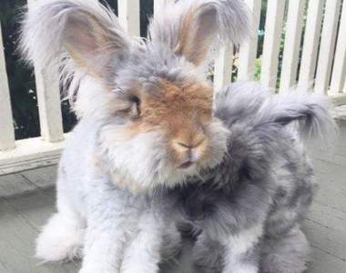 《天使耳朵兔子兄妹》從看不順眼到敞開心胸接受的暖心小故事♡