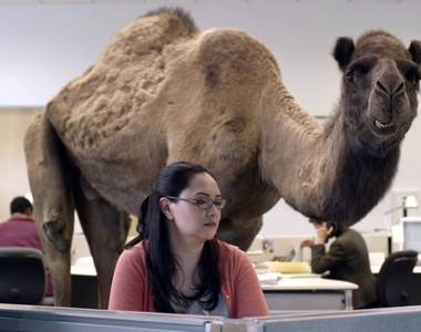 《帶寵物去上班的21個好處》工作職場不再是修羅場