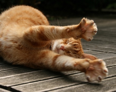 《寵物們都作什麼夢呢?》原來貓咪都這樣作夢...