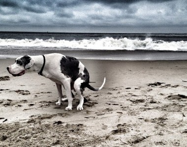 《狗狗便便月曆》多看狗屎會有比較好運的一年嗎？