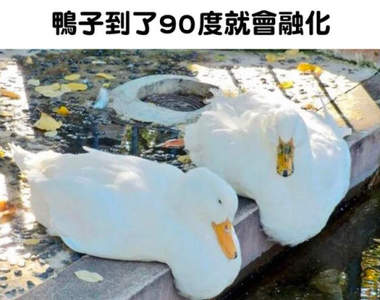 《不可信動物知識》但惡搞度百分百是無庸置疑的w