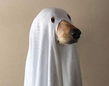 超呆萌寵物萬聖節變裝《幽靈狗狗》一點都不可怕 你是嚇不倒我的～♥