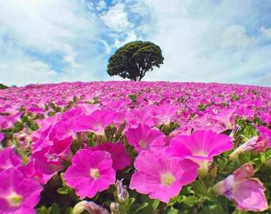 夏日粉嫩絕景《桃色吐息》放暑假一起去追逐粉紅色的花海吧♥